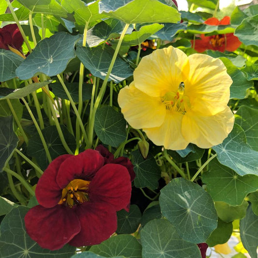 NASTURTIUM `NIGHT AND DAY`