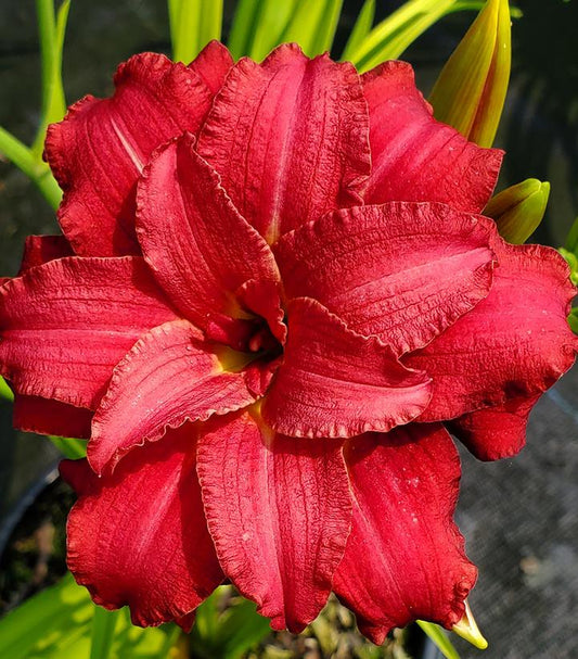 HEMEROCALLIS `DOUBLE PARDON ME`