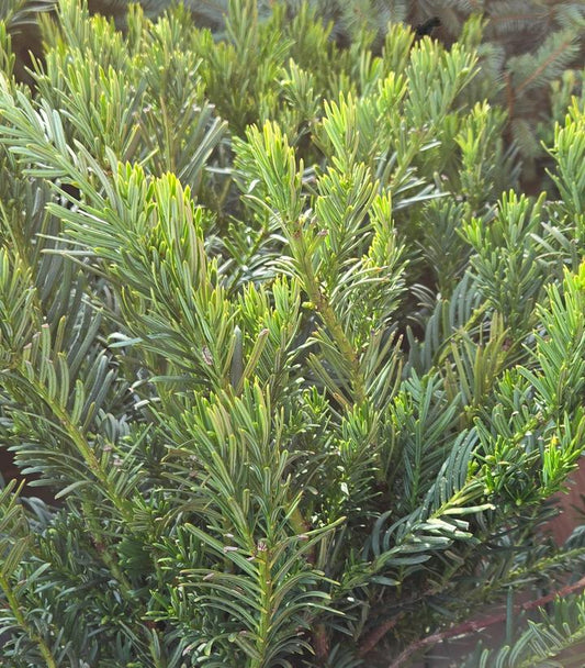 CEPHALOTAXUS. har. Duke Gardens-Japanese plum yew