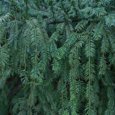 CEPHALOTAXUS `DRUPACEA`