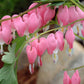 DICENTRA SPECTABILIS