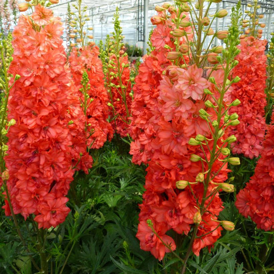 DELPHINIUM `RED LARK`