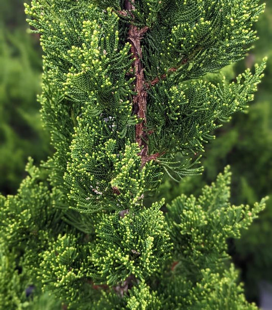 JUNIPERUS . ch. Torulosa-Chinese juniper