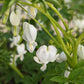 DICENTRA SPECTABILIS `ALBA`