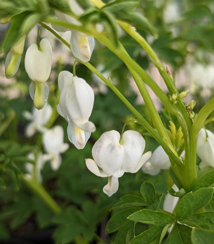 DICENTRA SPECTABILIS `ALBA`