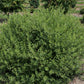 RHUS AROMATICA `LACETTE`