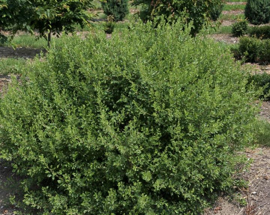 RHUS AROMATICA `LACETTE`