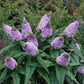 BUDDLEIA PUGSTER `AMETHYST`