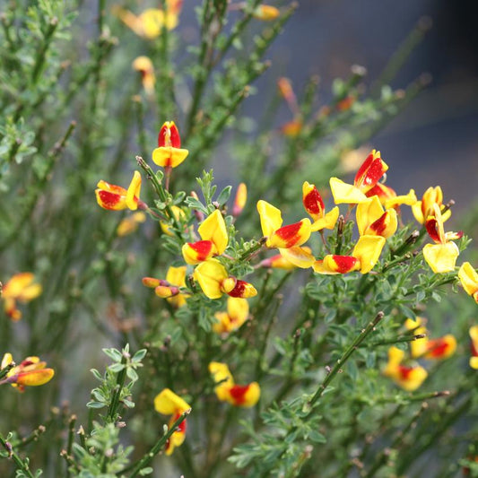 CYTISUS `SISTER DISCO`