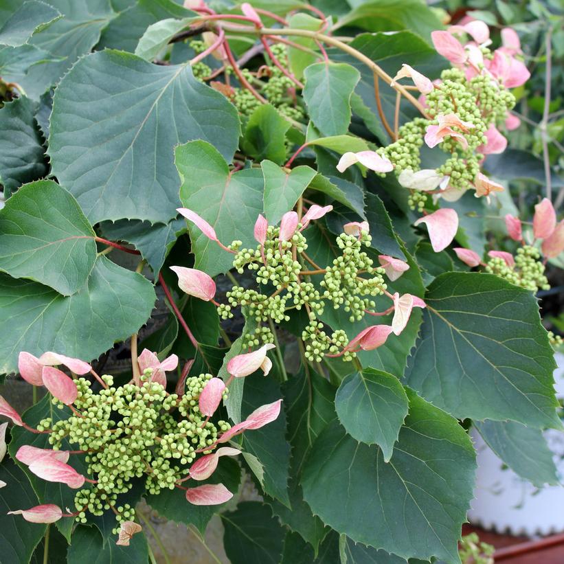 SCHIZOPHRAGMA HYDRA. `ROSE SENSATION`