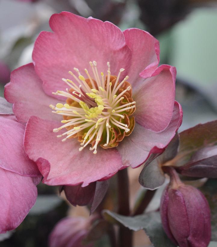 HELLEBORUS X FROSTKISS `PIPPA`S PURPLE`