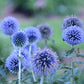 ECHINOPS `BLUE GLOW`