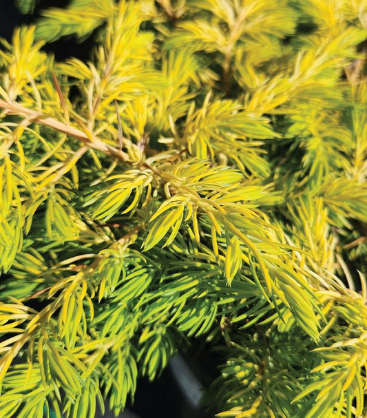 JUNIPERUS CONFERTA `GOLDEN PACIFIC`-Juniper