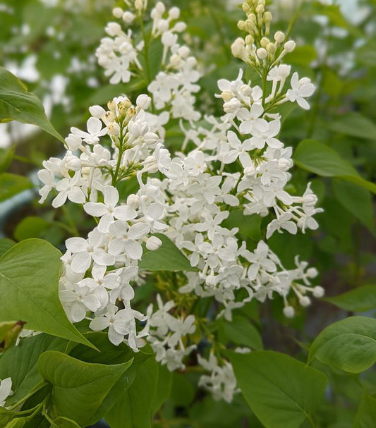 SYRINGA X `BETSY ROSS`