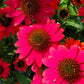 ECHINACEA SOMBRERO `TRES AMIGOS`