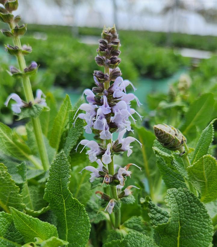 SALVIA `BLUE BOUQUETTA`