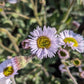 ERIGERON `LYNNHAVEN CARPET`