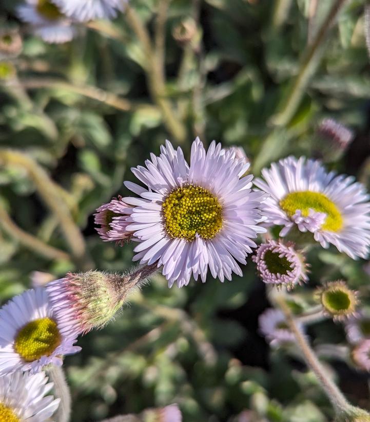 ERIGERON `LYNNHAVEN CARPET`