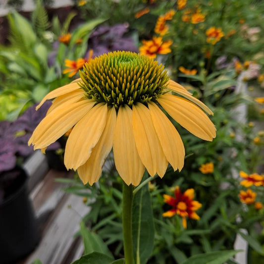 ECHINACEA PURPUREA `MELLOW YELLOWS`