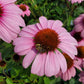 ECHINACEA `PRAIRIE SPLENDOR`