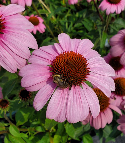 ECHINACEA `PRAIRIE SPLENDOR`