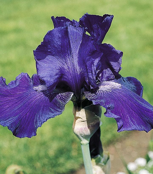 IRIS GERMANICA `DASHING` (PURPLE)