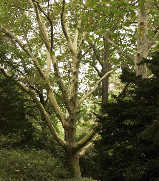 PLATANUS x acer. Bloodgood-London planetree