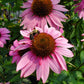 ECHINACEA PURPUREA `RUBY STAR`