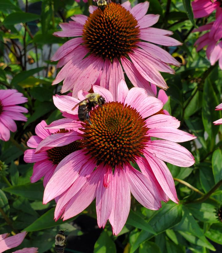 ECHINACEA PURPUREA `RUBY STAR`