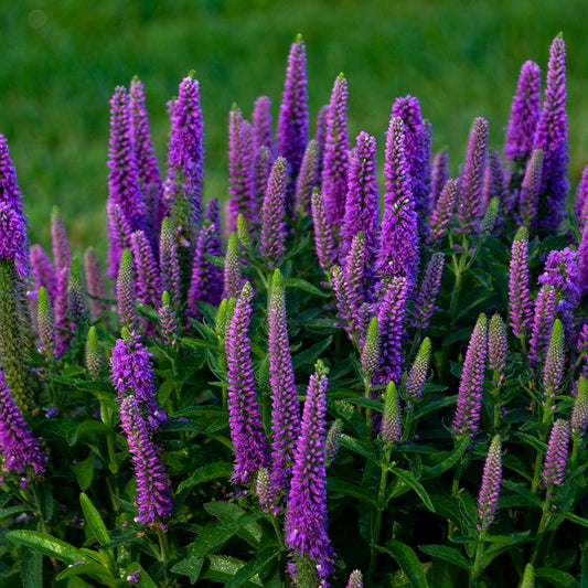VERONICA MS `PURPLE ILLUSION`