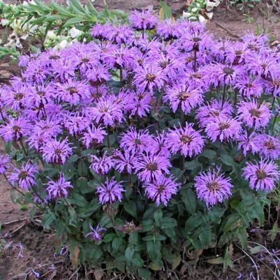 MONARDA SB `BLUE MOON`
