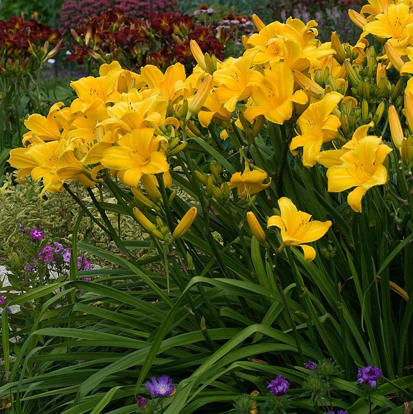 HEMEROCALLIS `BUTTERED POPCORN`