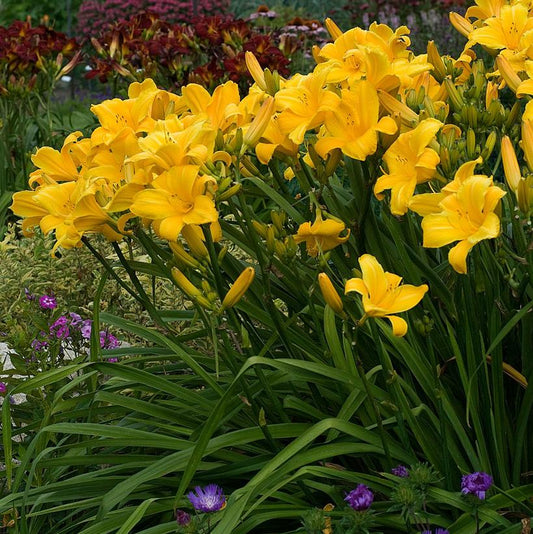 HEMEROCALLIS `BUTTERED POPCORN`
