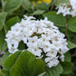 VIBURNUM CARLESII `SPICE ISLAND`