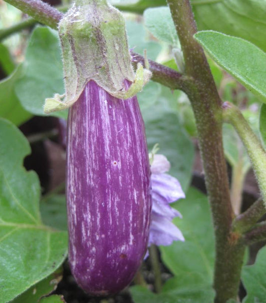 EGGPLANT `FAIRY TALE`
