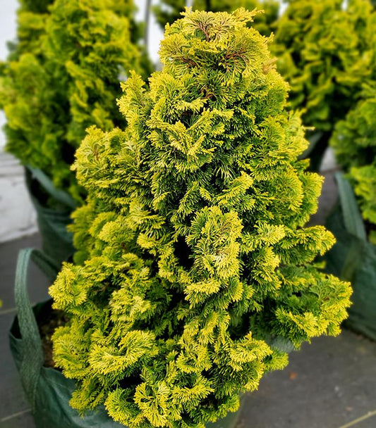 CHAMAECYPARIS OBTUSA `NANA LUTEA` GROW BAG