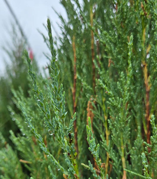 JUNIPERUS SCOPULORUM `SKYROCKET`-Juniper