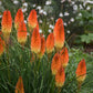 KNIPHOFIA PYROMANIA `BACKDRAFT`