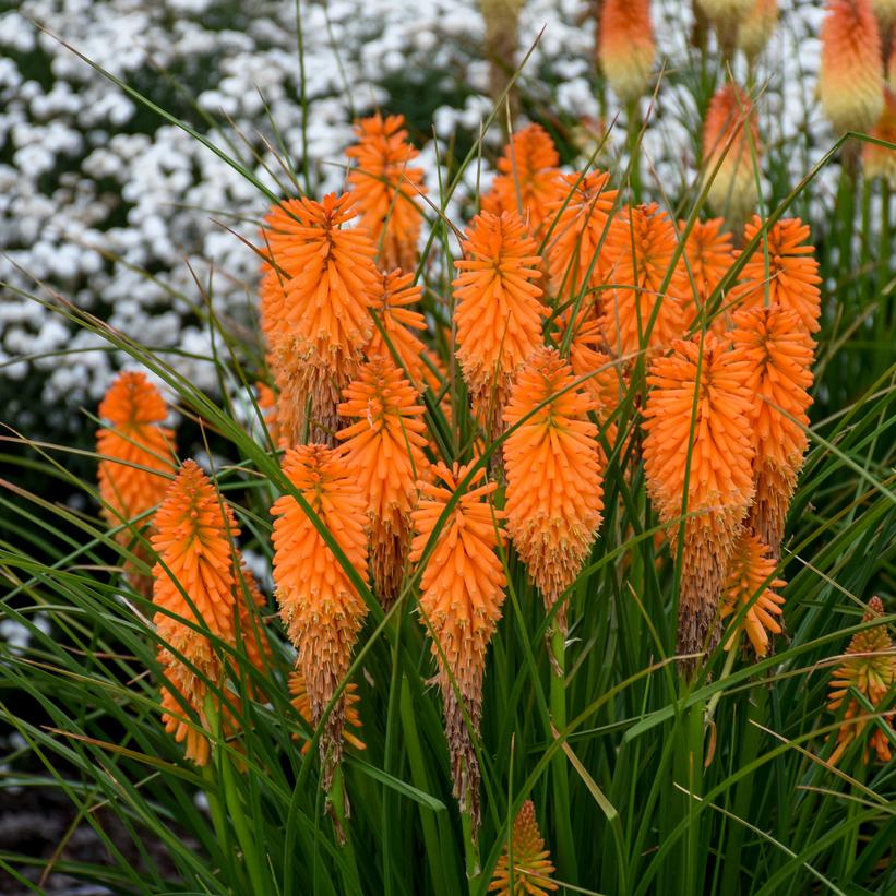 KNIPHOFIA PYROMANIA `ORANGE BLAZE`