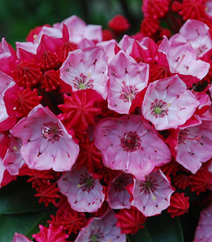KALMIA LATIFOLIA `FIRECRACKER`