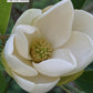 Sweetbay Magnolia | MAGNOLIA VIRGINIANA | 10-12 B&B Tree