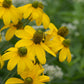 RUDBECKIA LACINIATA `AUTUMN SUN`