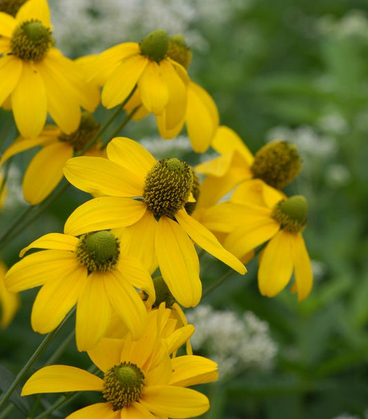 RUDBECKIA LACINIATA `AUTUMN SUN`