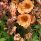 GEUM TEMPO `ORANGE`