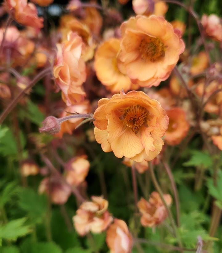 GEUM TEMPO `ORANGE`