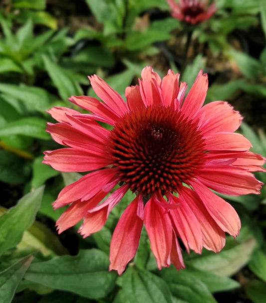 ECHINACEA EYE-CATCHER `CORAL CRAZE`