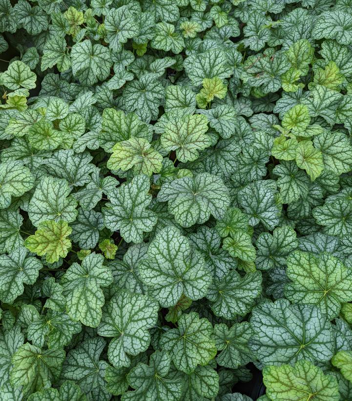 HEUCHERA AMERICANA `GREEN SPICE`