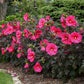 HIBISCUS SUMMERIFIC `EVENING ROSE`