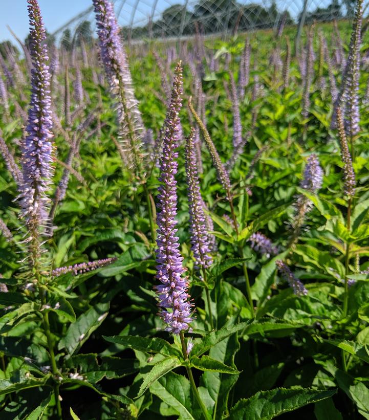 VERONICASTRUM VIRGINICUM `RED ARROW`