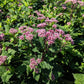 EUPATORIUM DUBIUM `LITTLE JOE`